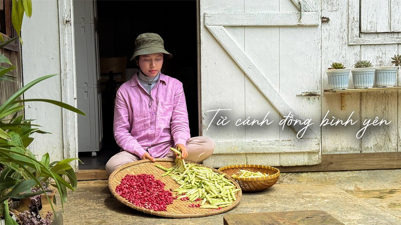 Một ngày làm nông dân đi hái quả đậu đỏ